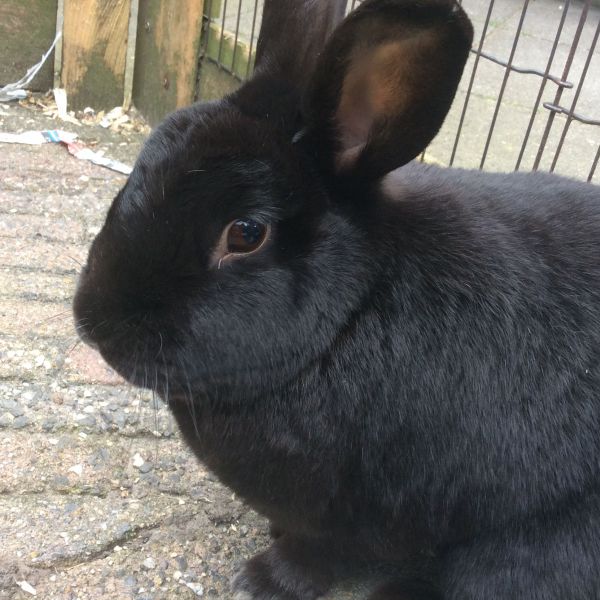 Kiki