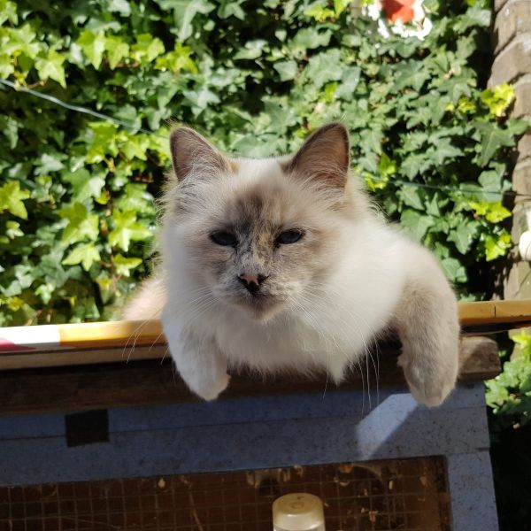 Millie