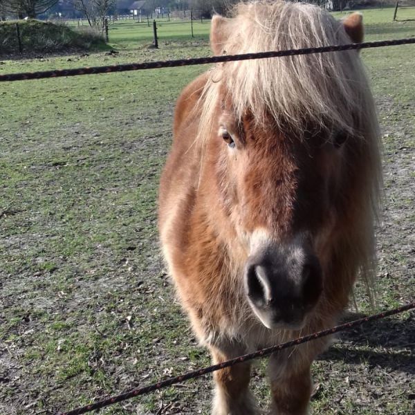 Vriend