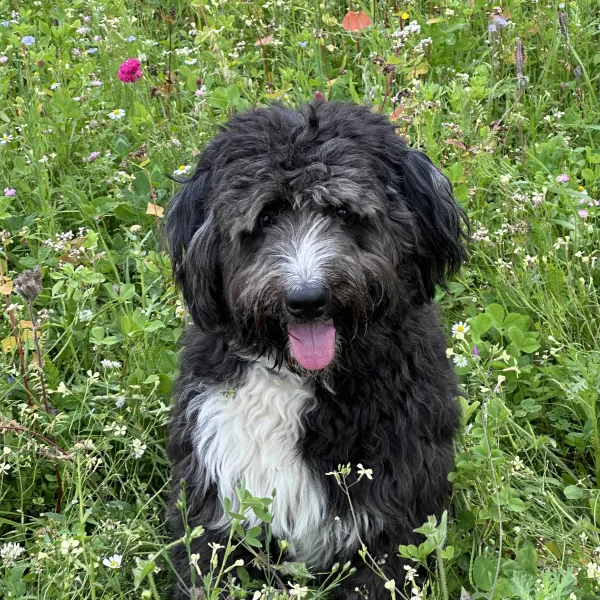 Macie (bernedoodle)
