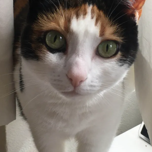 Pip