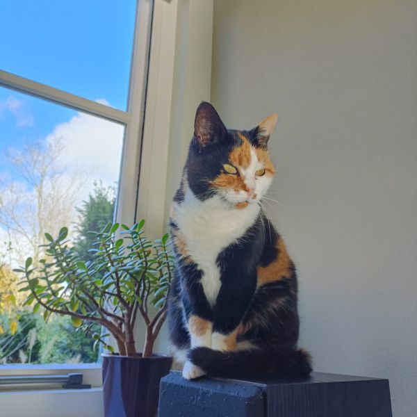 Sunny