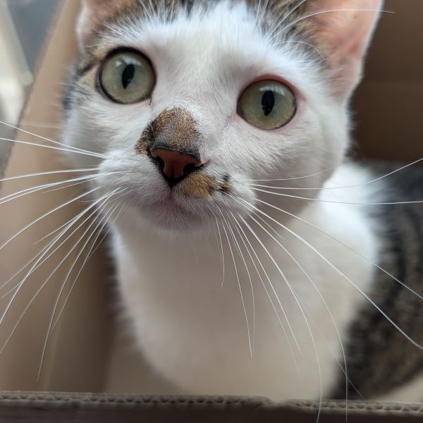 Phoebe