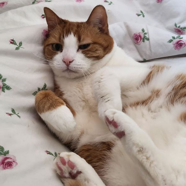 Lotje