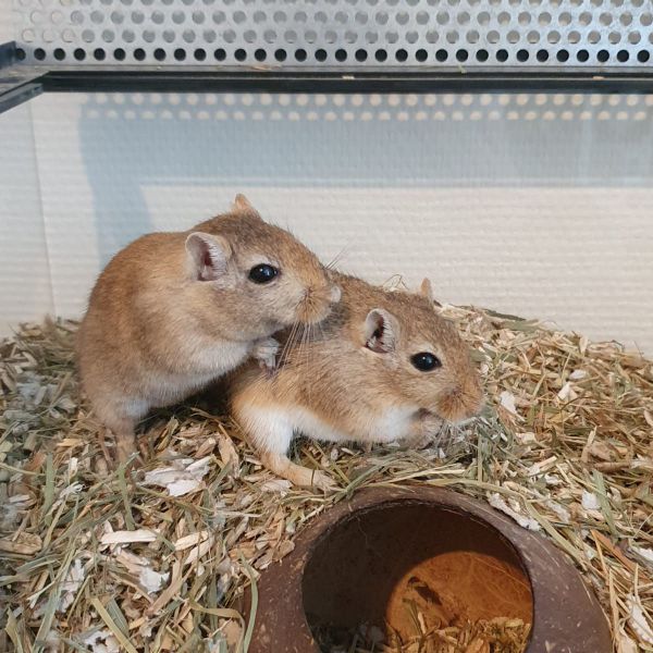 Appa en Momo