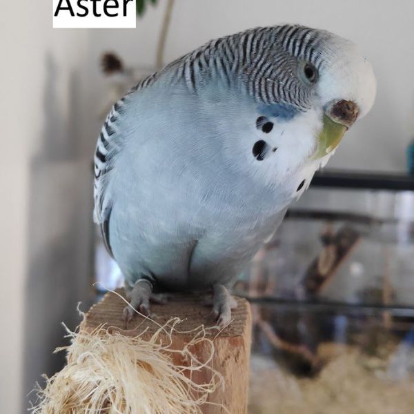 Aster