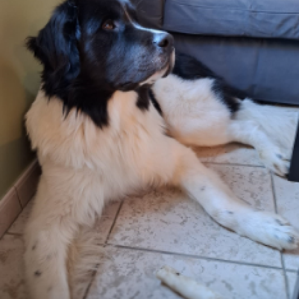 Atlas