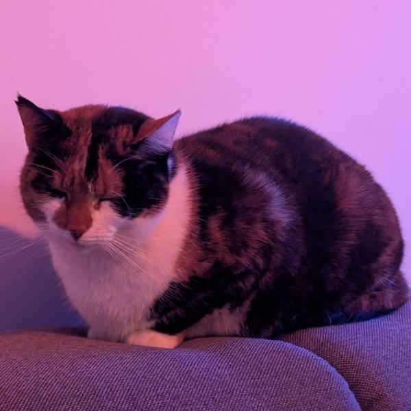 Meissie