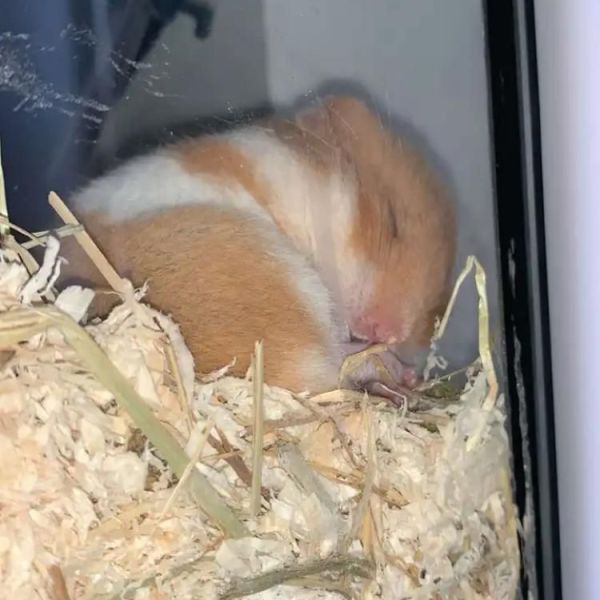 Hamtaro