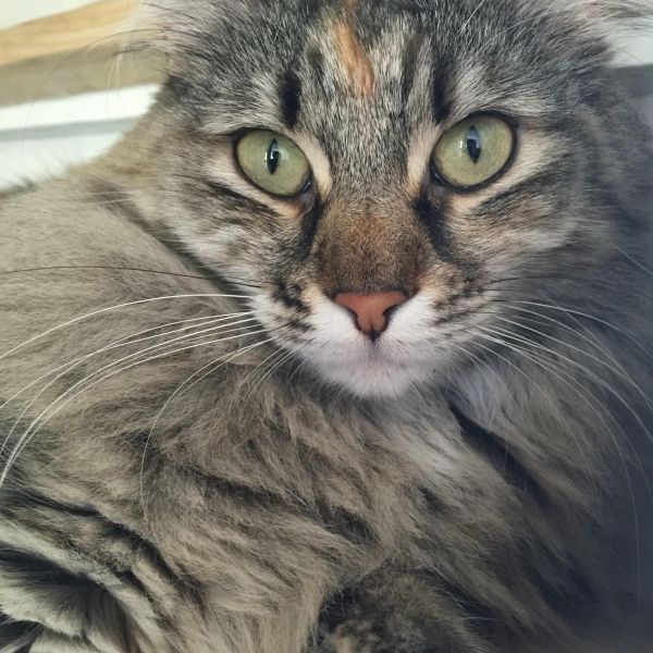 Beau