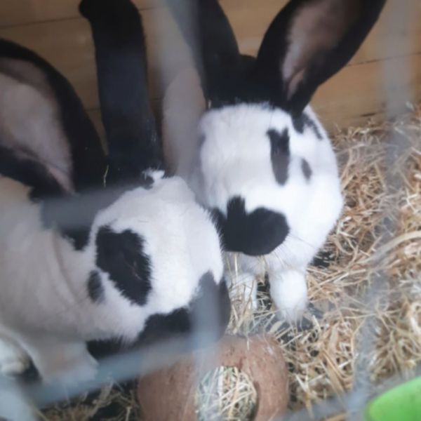 Coco &amp; Willem