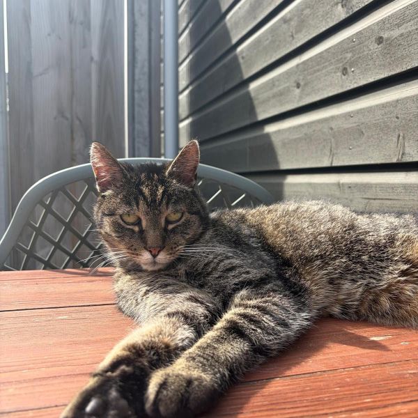 Benji