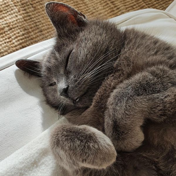 Bibi