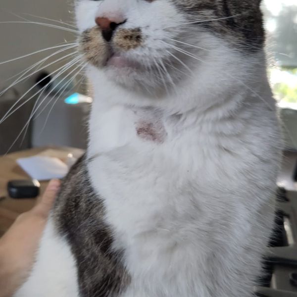 BIg Boy