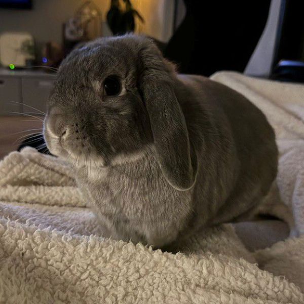 Binky