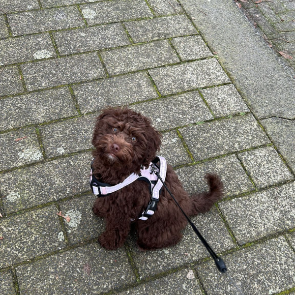 Bo