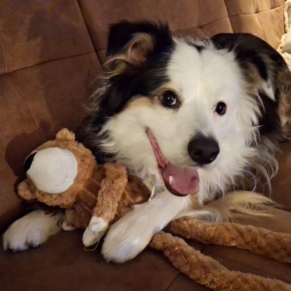 Buddy