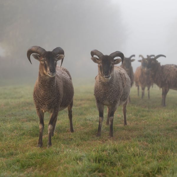 Soay schaap