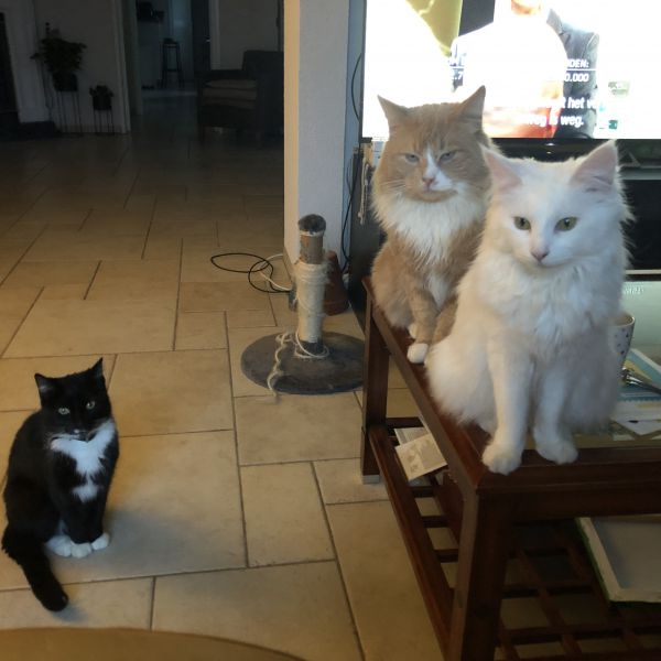 Bandi, Chuli en Lana