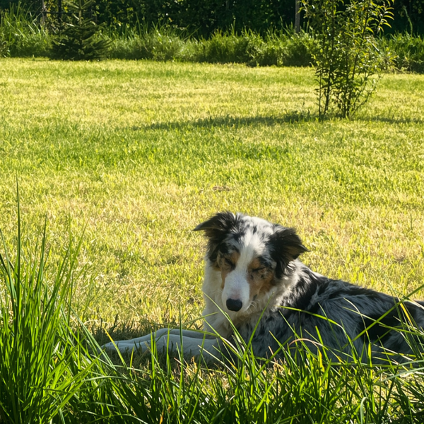 Beau