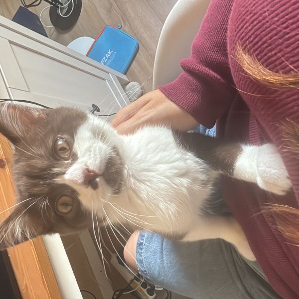 Bodi
