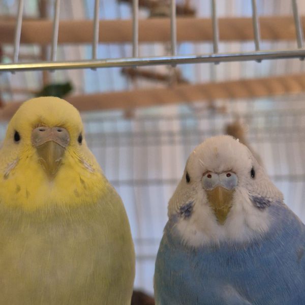 Lulu and moonie