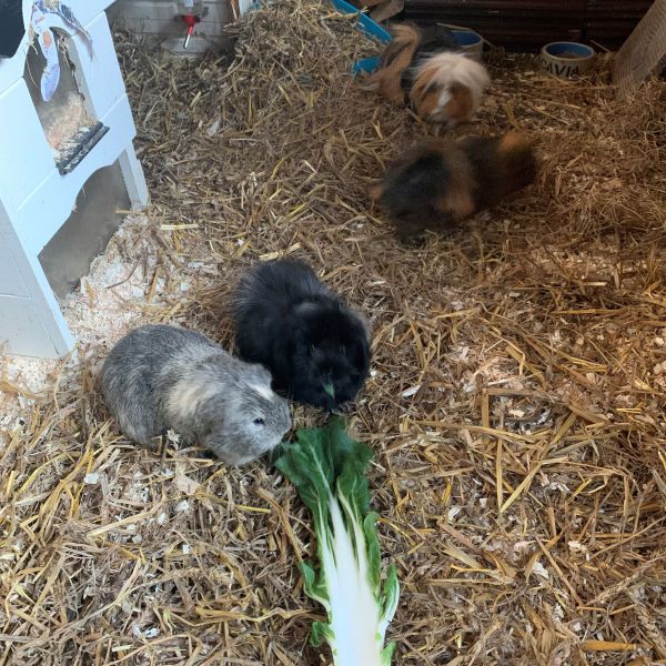 Cavia&#039;s babs, Speedy, Coco en Evy