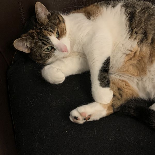 Tijger