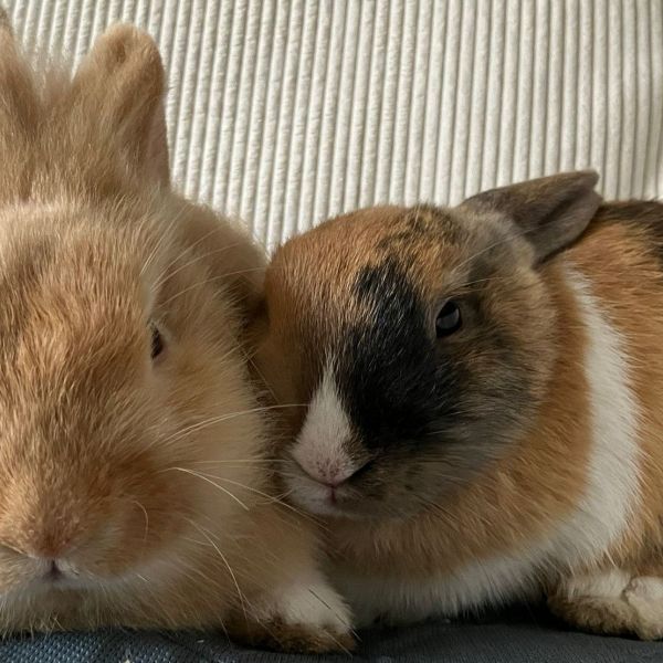 Charlie &amp; Angel