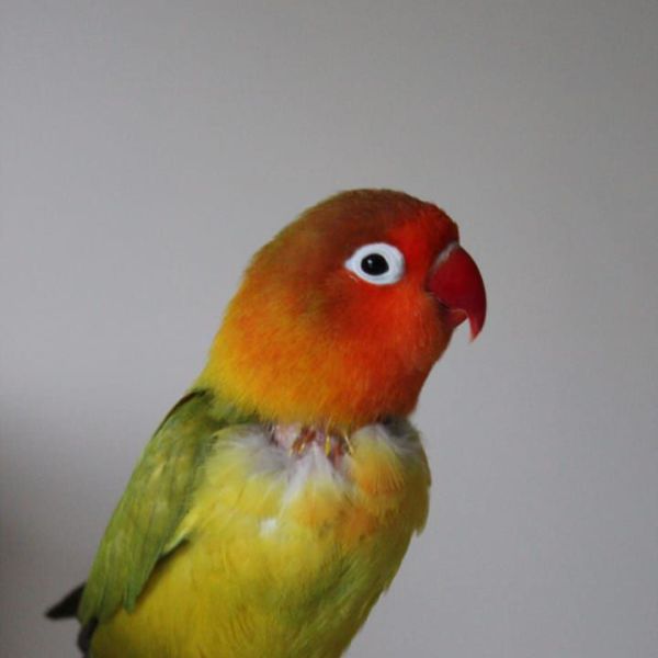 Charlie
