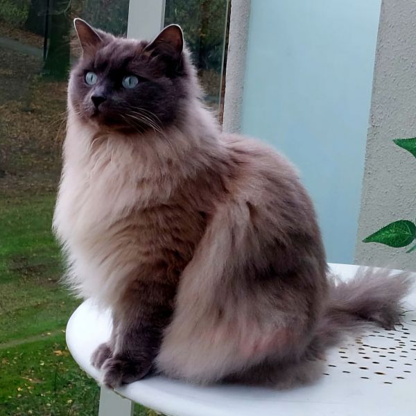 Chloë