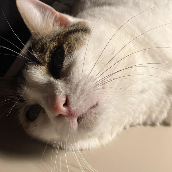 Choji