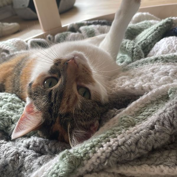 Cleo