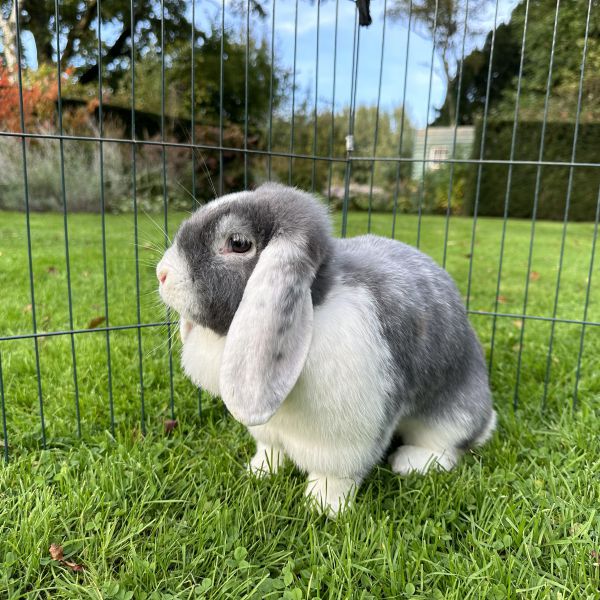 Coco
