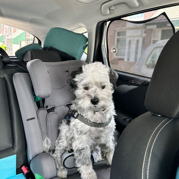 Gordito