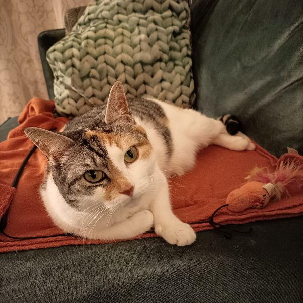 Pippa
