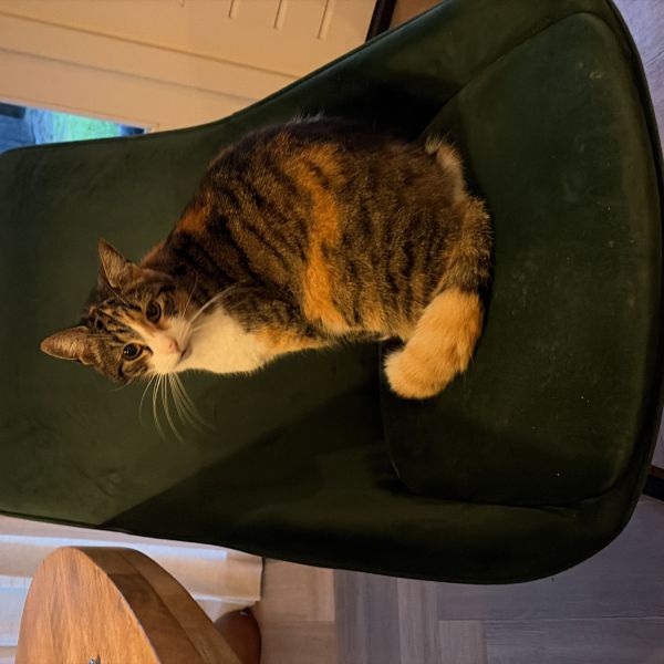 Dirkje