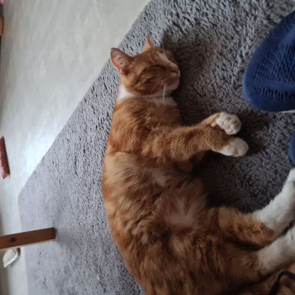 Sam