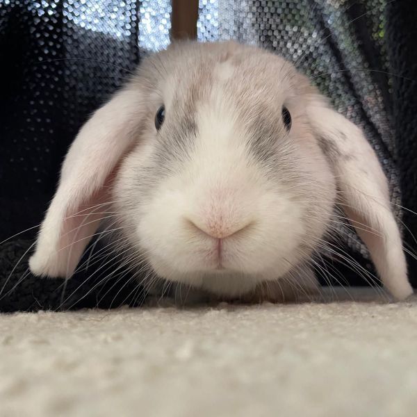 Henry!