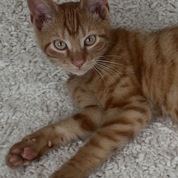 Morris