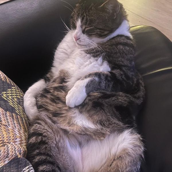 Dex