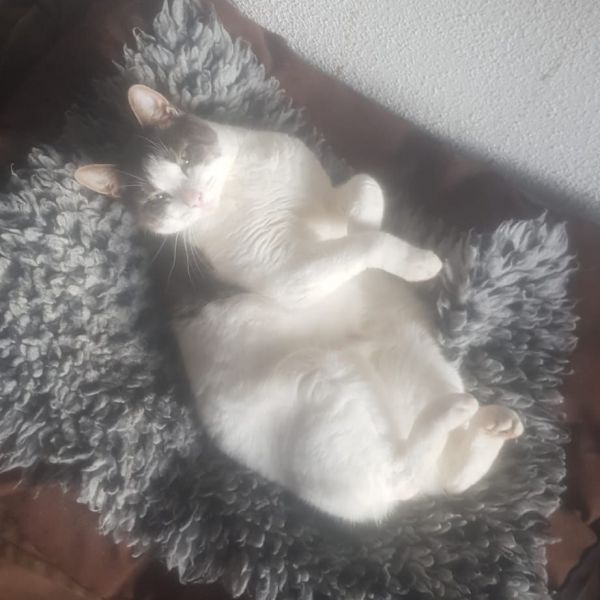 DikkieDik