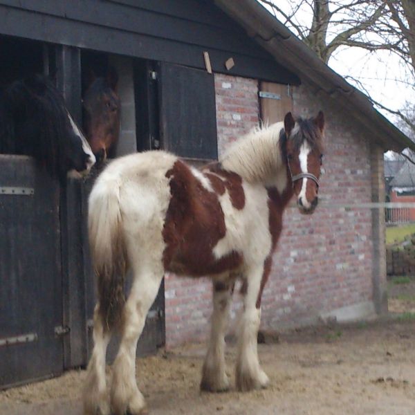 Ailish