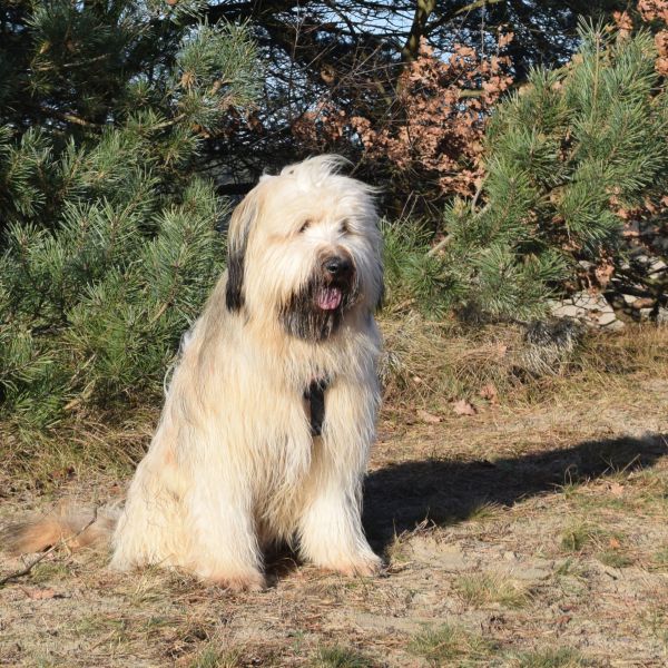 Benji