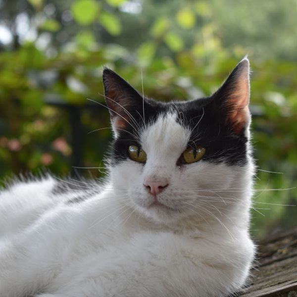Pip