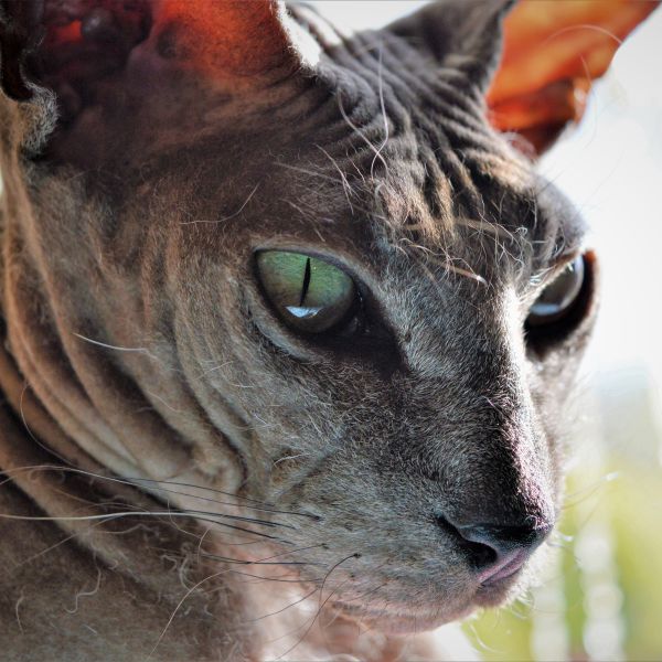 Archibald