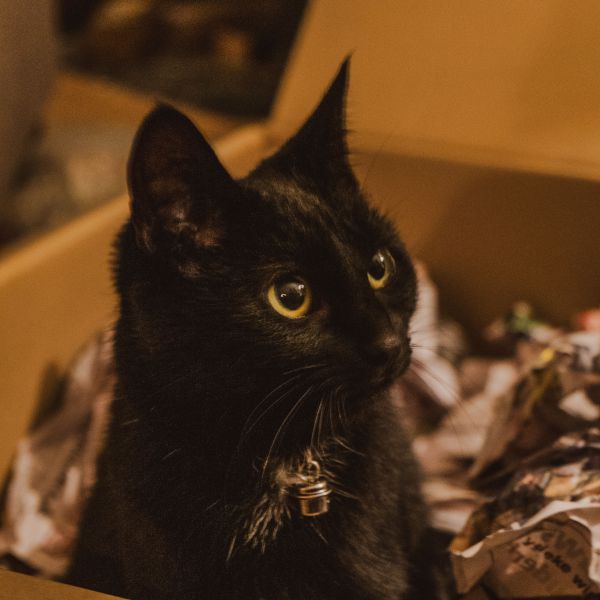 Droppie