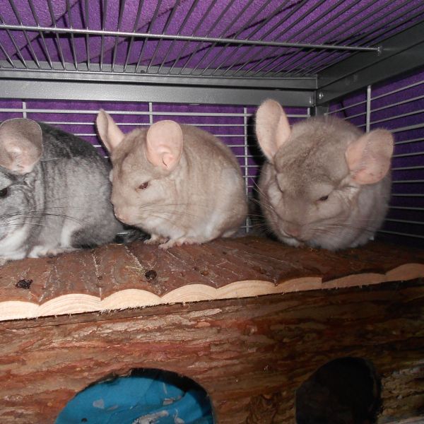 Knibbel, knabbel en Knuisje