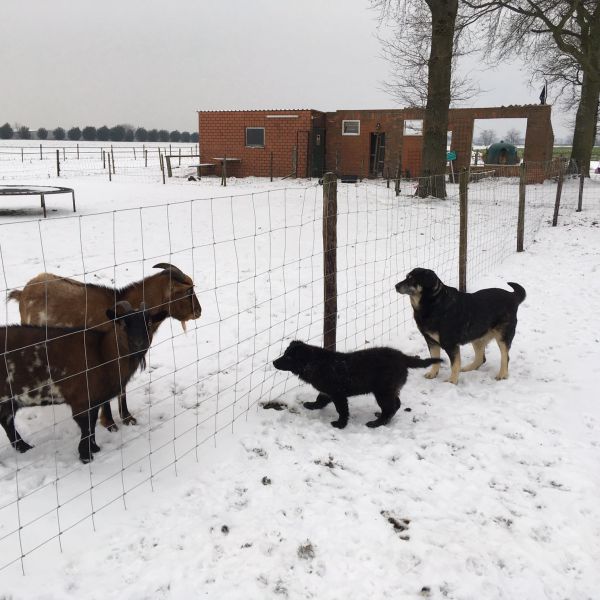 Honey en Thijm