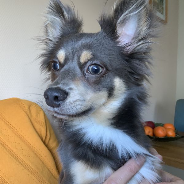 Toby